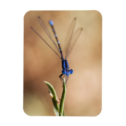 Dance of the damselfly magneet (Verticaal)