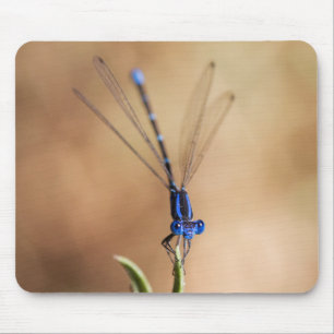 Dance of the Damselfly Muismat