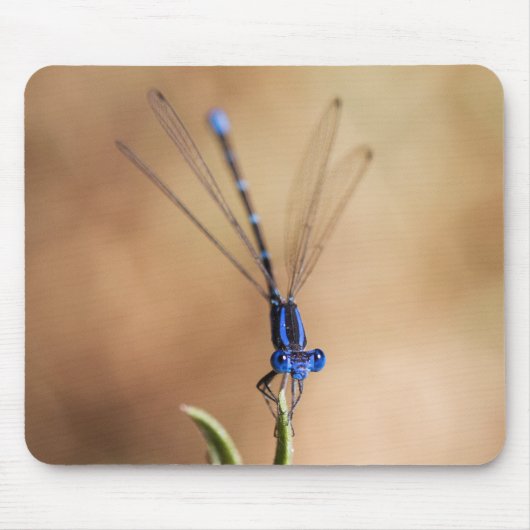 Dance of the Damselfly Muismat (Voorkant)
