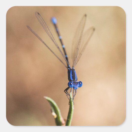 Dance of the damselfly vierkante sticker (Voorkant)