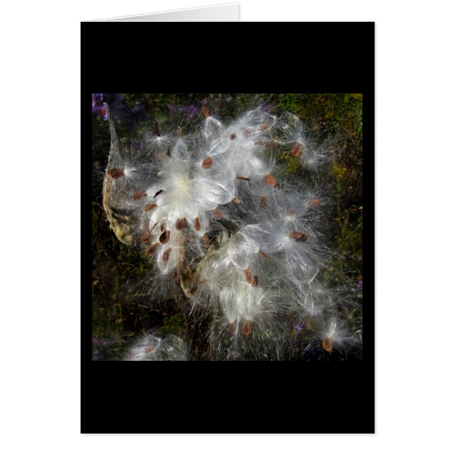 Dance of the Sugar Plum Fairies (Voorkant)