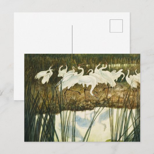 Dance of the Whooping Cranes, 1939 by N.C. Wyeth Briefkaart (Voorkant / Achterkant)