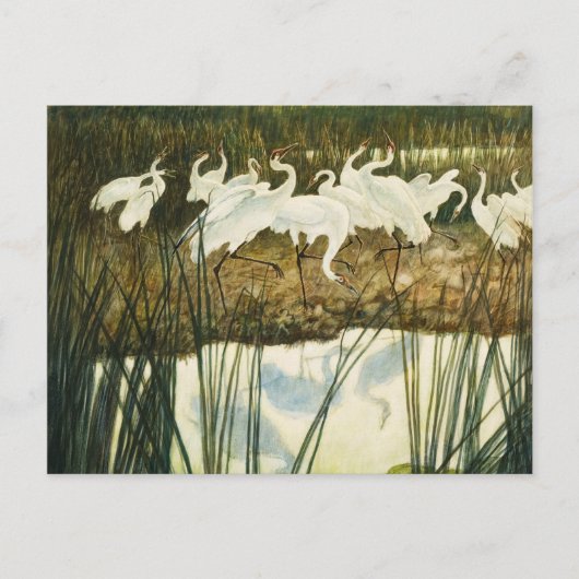 Dance of the Whooping Cranes, 1939 by N.C. Wyeth Briefkaart (Voorkant)