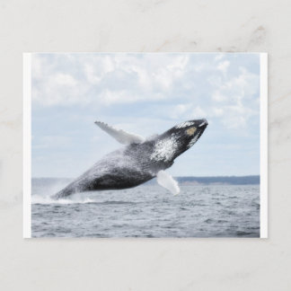 Dances met walvissen 8 briefkaart