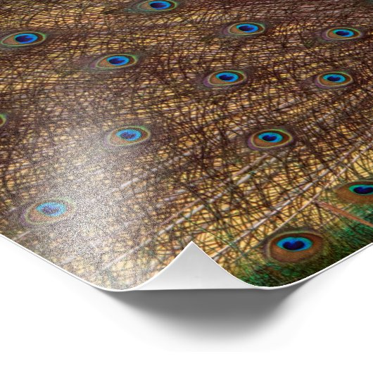 Dancing Peacock (Landscape) Foto Afdruk (Hoek)