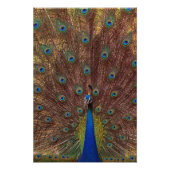 Dancing Peacock (Portrait) Foto Afdruk (Voorkant)
