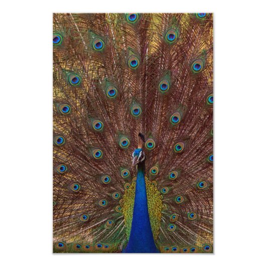Dancing Peacock (Portrait) Foto Afdruk (Voorkant)