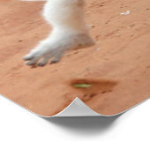 Dancing Sifaka Lemur Poster (Hoek)