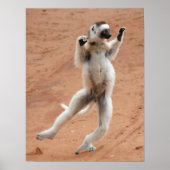 Dancing Sifaka Lemur Poster (Voorkant)