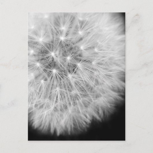 Dandalion Briefkaart (Voorkant)