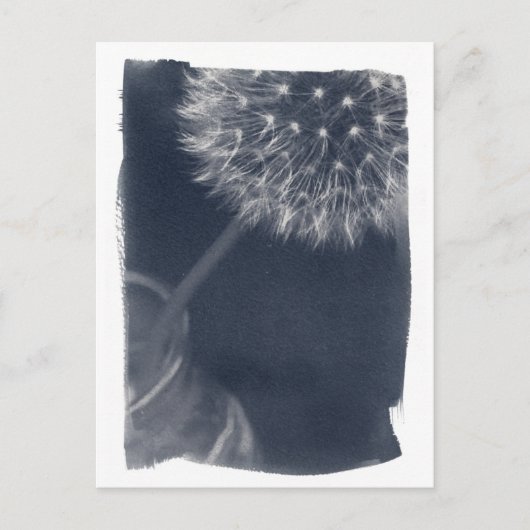 Dandalion Coffee Cyanotype Briefkaart (Voorkant)