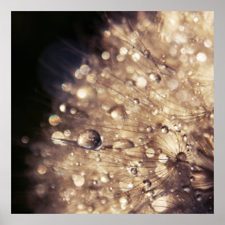 Dandalion Seeds met druppels in Golden Light Poster