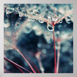 Dandalion Seeds met druppels Macro Abstract Poster