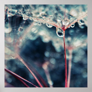 Dandalion Seeds met druppels Macro Abstract Poster