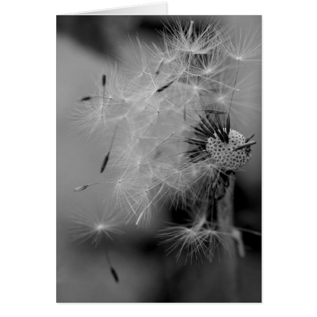 Dandelion (Voorkant)