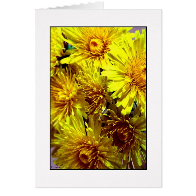 Dandelion (Voorkant)