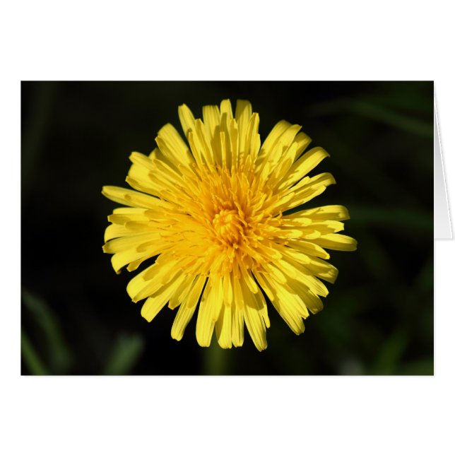 Dandelion (Voorkant Horizontaal)