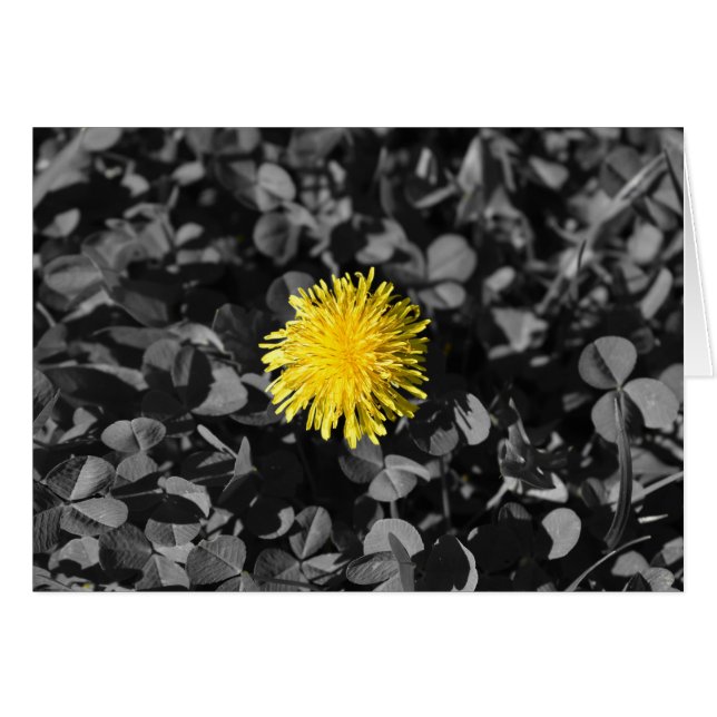 Dandelion (Voorkant Horizontaal)