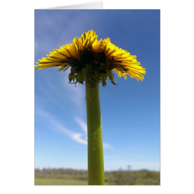 Dandelion (Voorkant)