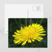dandelion2 briefkaart (Voorkant / Achterkant)