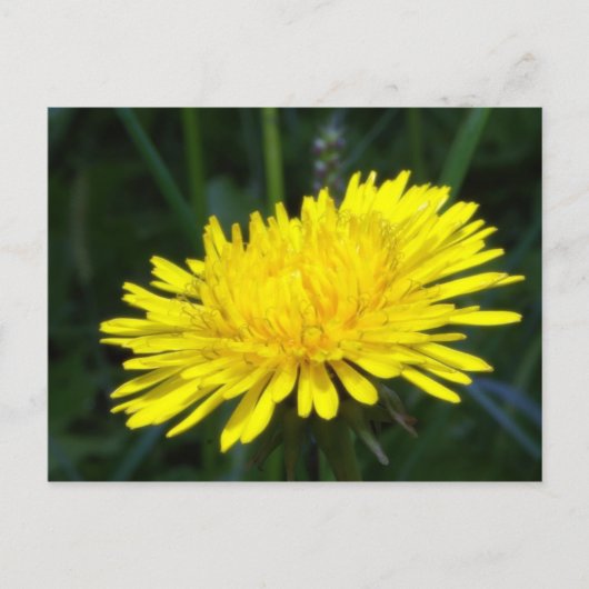dandelion2 briefkaart (Voorkant)