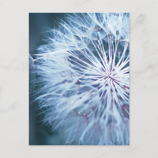 Dandelion 2 briefkaart (Voorkant)