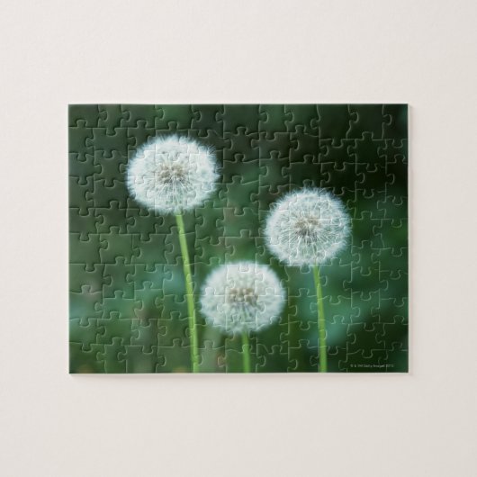 Dandelion 2 legpuzzel (Horizontaal)