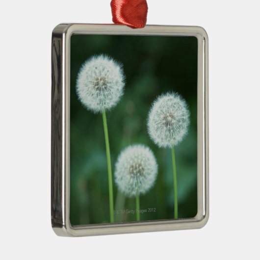 Dandelion 2 metalen ornament (Rechts)