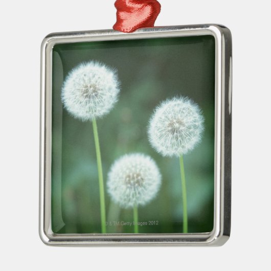 Dandelion 2 metalen ornament (Links)