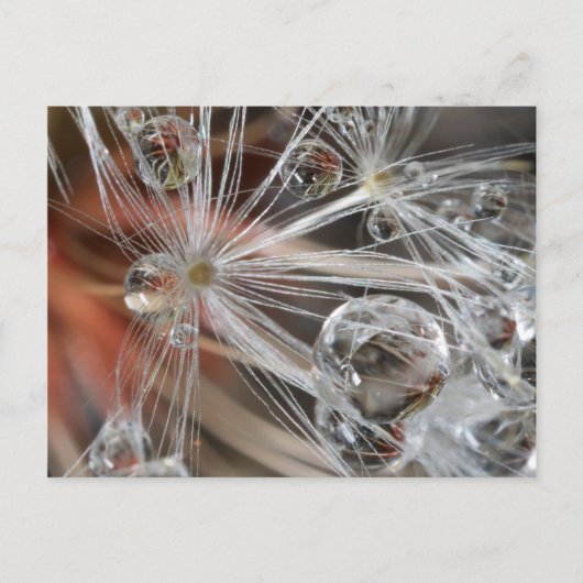 Dandelion Abstract Briefkaart (Voorkant)