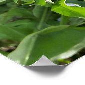 dandelion bij rock poster (Hoek)