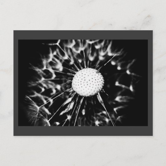 dandelion blacq briefkaart (Voorkant)