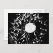 dandelion blacq briefkaart (Voorkant / Achterkant)
