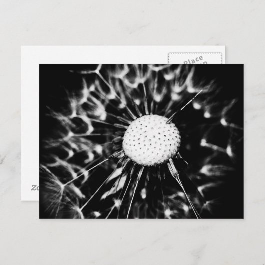 dandelion blacq briefkaart (Voorkant / Achterkant)