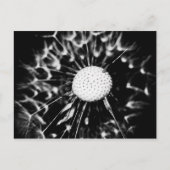 dandelion blacq briefkaart (Voorkant)