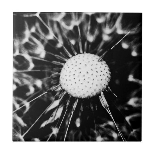 dandelion blacq tegeltje (Voorkant)