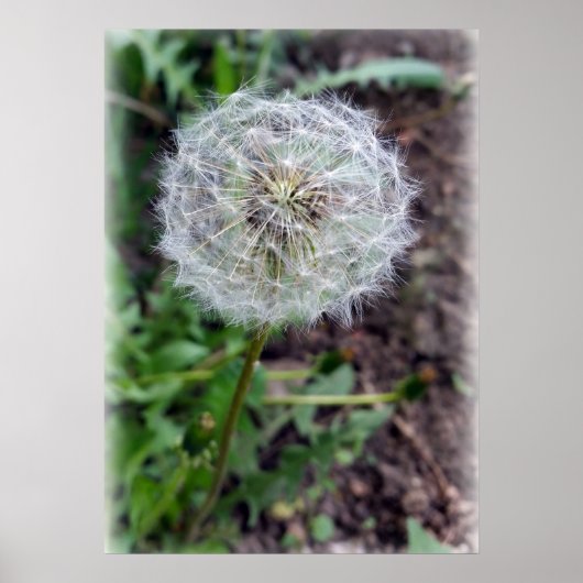 dandelion bloom poster (Voorkant)