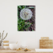 dandelion bloom poster (Keuken)
