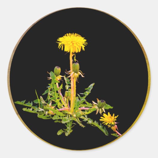 Dandelion blooming botanisch ronde sticker (Voorkant)