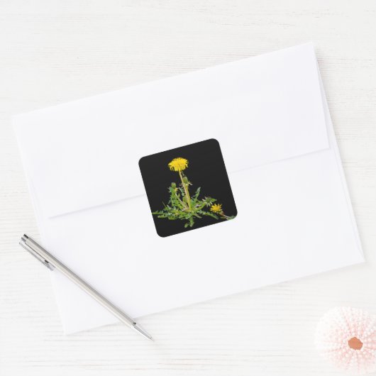 Dandelion blooming vierkante sticker (Envelop)