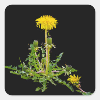 Dandelion blooming vierkante sticker