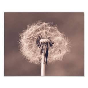 Dandelion Blowball Closeup Sepia Foto Afdruk
