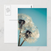 Dandelion Blue Sky Briefkaart (Voorkant / Achterkant)