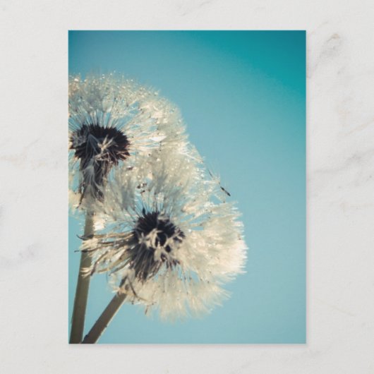 Dandelion Blue Sky Briefkaart (Voorkant)