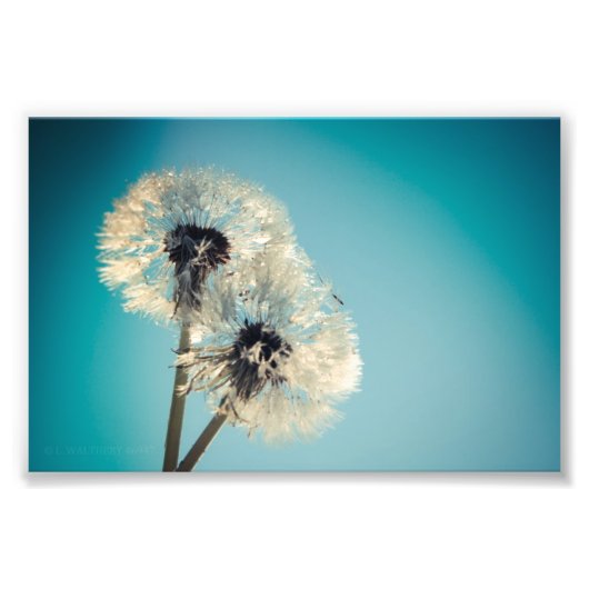 Dandelion Blue Sky Foto Afdruk (Voorkant)