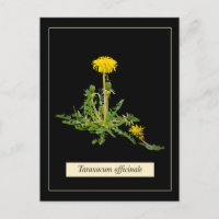 Dandelion botanical