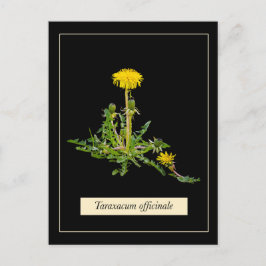 Dandelion botanical briefkaart
