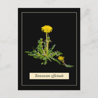 Dandelion botanical briefkaart