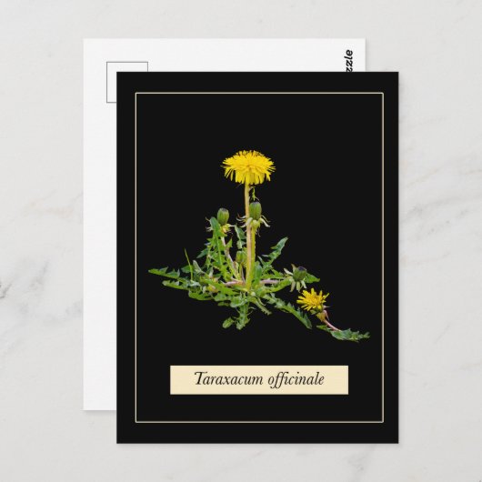 Dandelion botanical briefkaart (Voorkant / Achterkant)