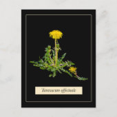 Dandelion botanical briefkaart (Voorkant)